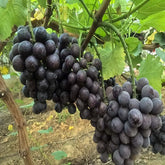 Nagano Purple Grape(Cutting/Plant)